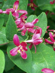 Жимолость татарская (Lonicera tatarica)